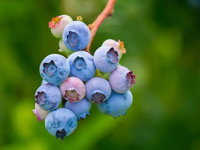 Cómo Mantener una Alimentación Saludable en Todo Momento