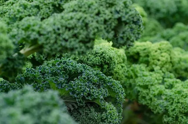 Cómo Fortalecer Tu Sistema Inmunológico con Superalimentos