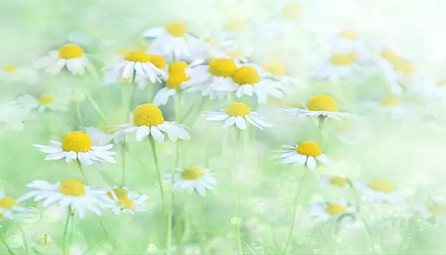 10 Hábitos para Mejorar tu Salud Mental Diaria