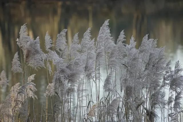 Cómo Combatir el Estrés de Forma Natural y Efectiva