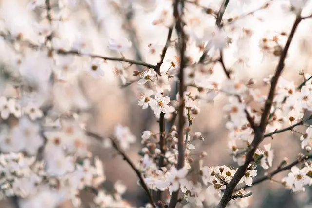 Cómo Mejorar tu Bienestar Mental a través de Técnicas de Mindfulness