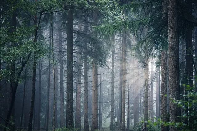 Cómo Combatir el Estrés de Forma Natural y Efectiva