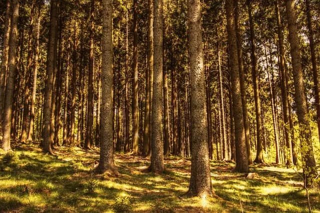 Cómo Combatir el Estrés de Forma Natural con Técnicas Efectivas