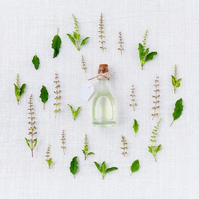 Las Mejores Plantas Medicinales para Fortalecer tu Salud