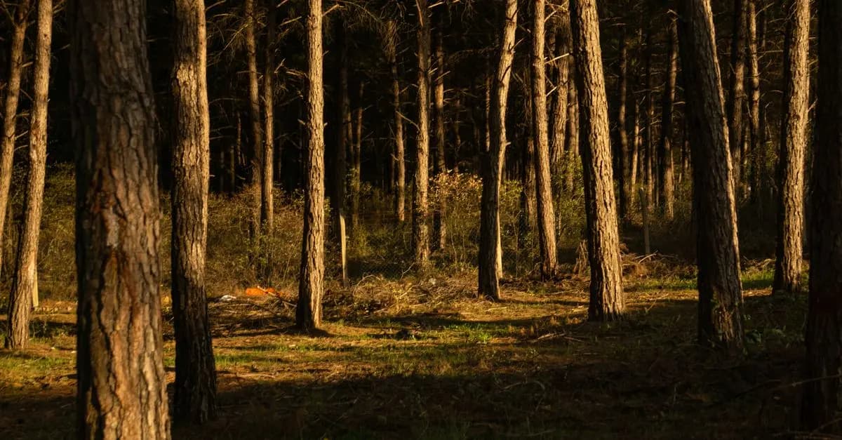 Beneficios de la Meditación para la Salud Mental