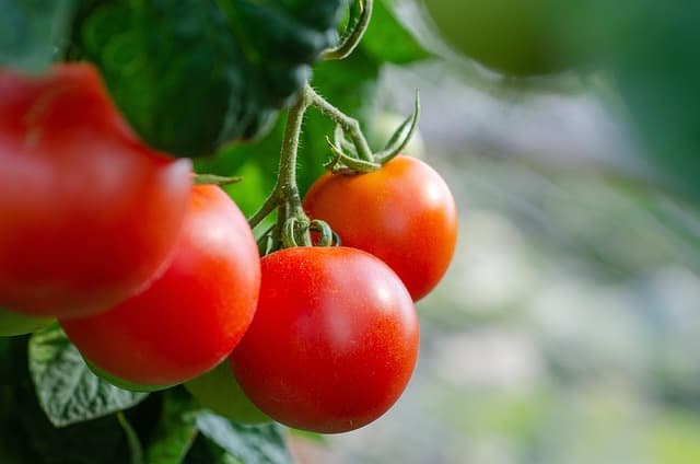 Cómo Fortalecer tu Sistema Inmunológico de Forma Natural