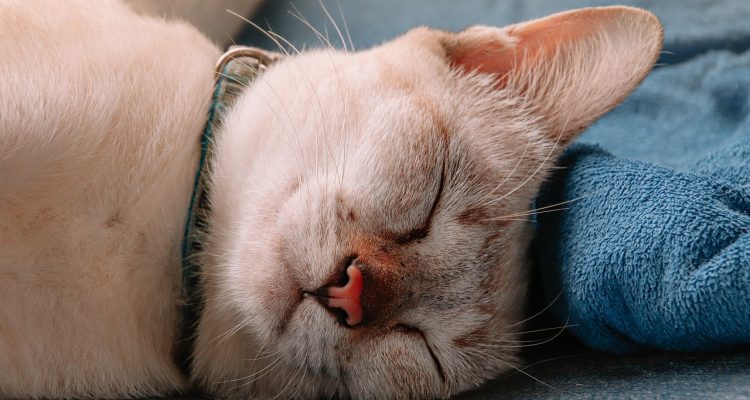 descubre la importancia del autocuidado en tu vida diaria. aprende a fortalecer tu bienestar físico, mental y emocional a través de prácticas simples y efectivas que te ayudarán a vivir más plenamente y con satisfacción.